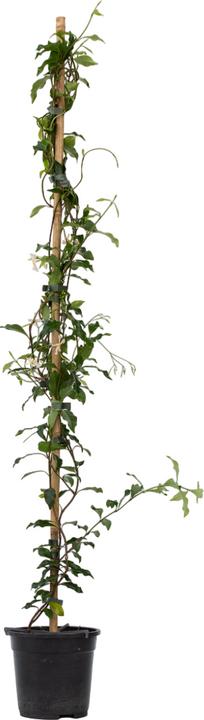 Actual product image Plant in a Box Trachelospermum jasminoides 'Pink Showers' - (110 cm)