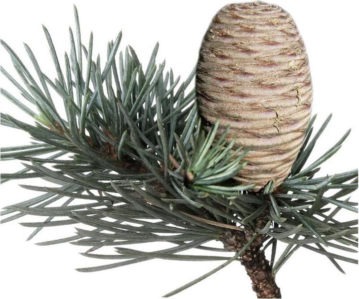 Actual product image Florascent Aroma spray cedar