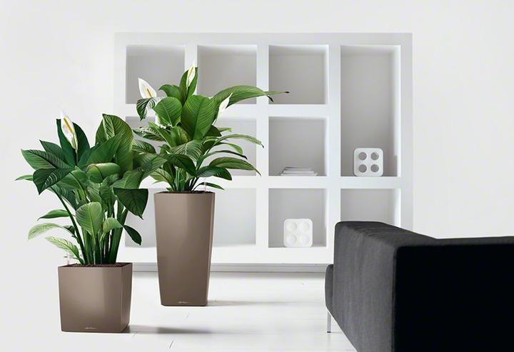 Actual product image Lechuza Cube (39 cm)