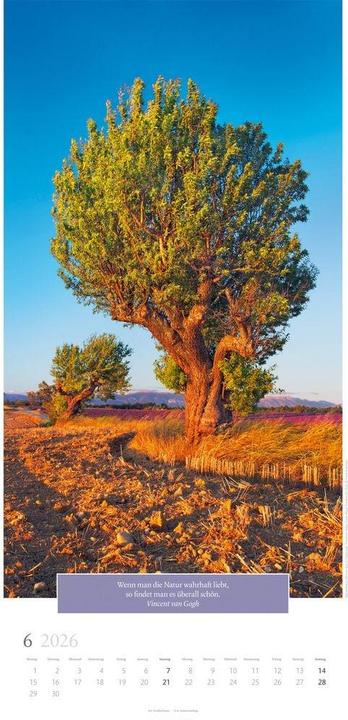 Produktbild Wunderwelt der Bäume Kalender 2026 (33 x 68 cm, Deutsch)