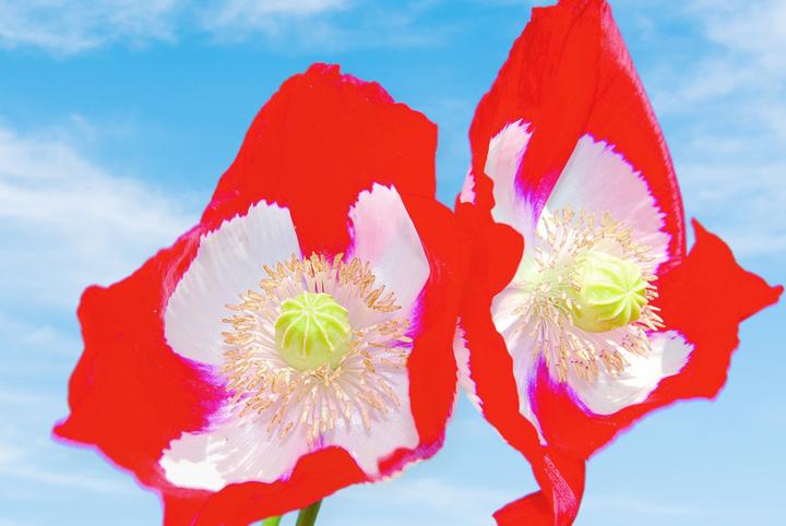Actual product image Zollinger Bio Poppy, Swiss flag (annual) (Plant seeds)