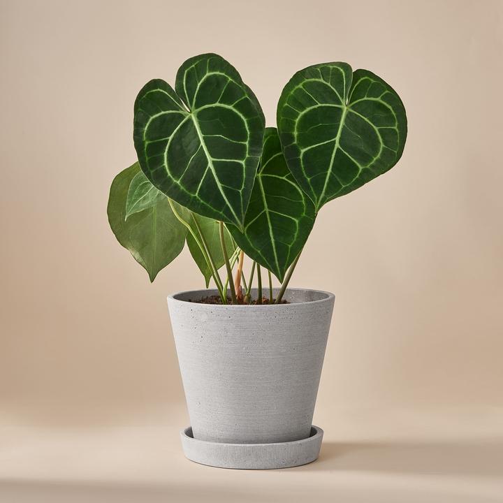 Mary and Plants Love Leaf (50 cm)