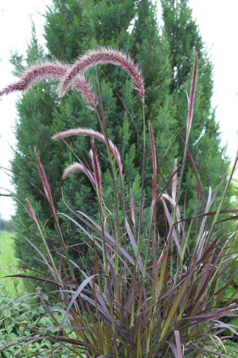 Image du produit Säntispracht Le Pennisetum setaceum 'Rubrum', une herbe à plumes d'un rouge profond (80 cm)