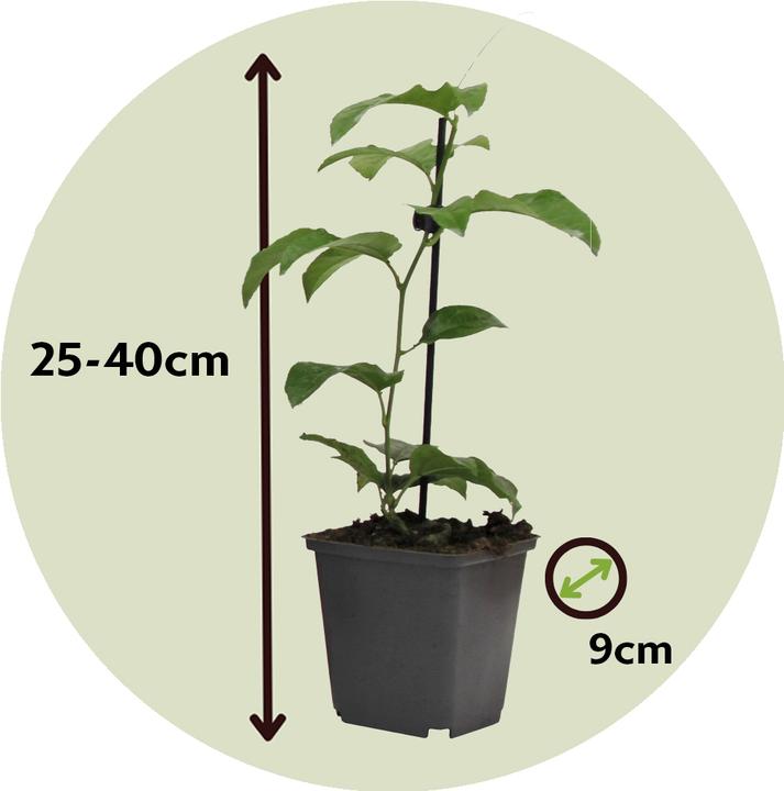 Actual product image Plant in a Box Passiflora edulis 'Frederick' - 6er-Set Passionsblume (25 cm)