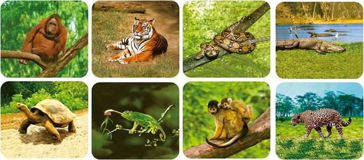 Actual product image Scratch Wild animals