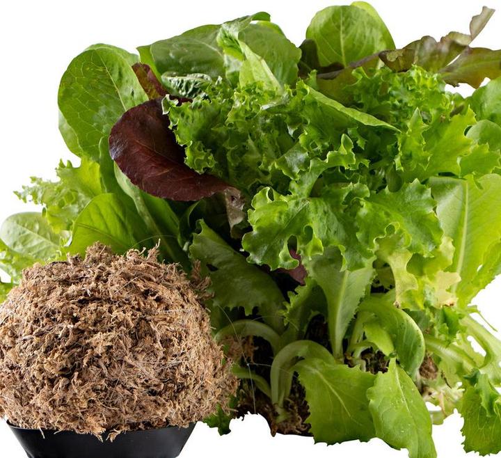 Produktbild Dipz and Grow Saladball (17 cm)