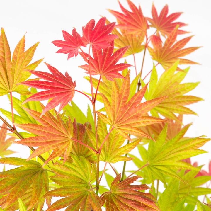 Immagine prodotto Plant in a Box Acer palmatum 'Moonrise' - Acero (40 cm)