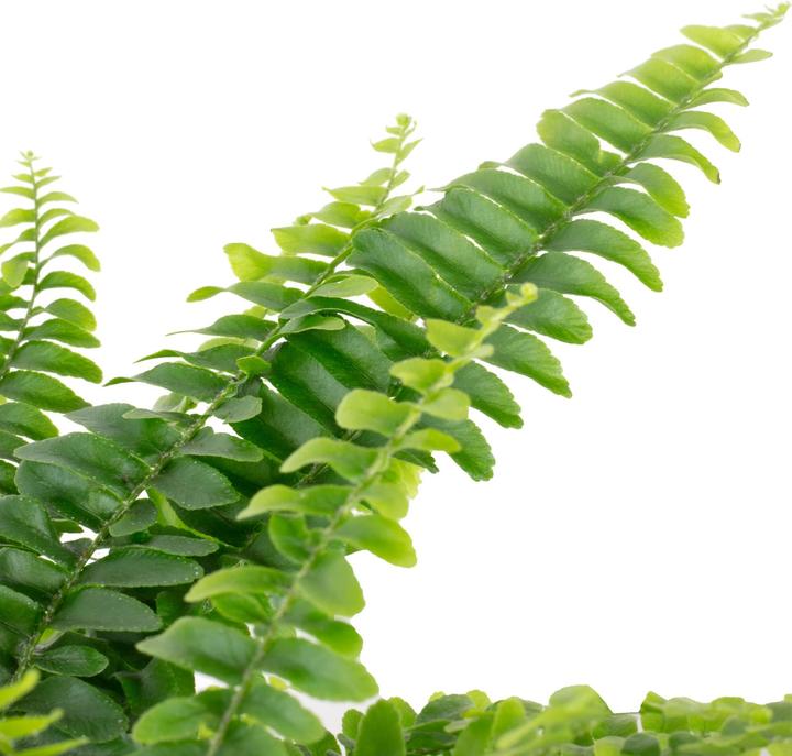 Produktbild Flowerbox Schwertfarn "Green Lady" - Nephrolepis (35 cm)