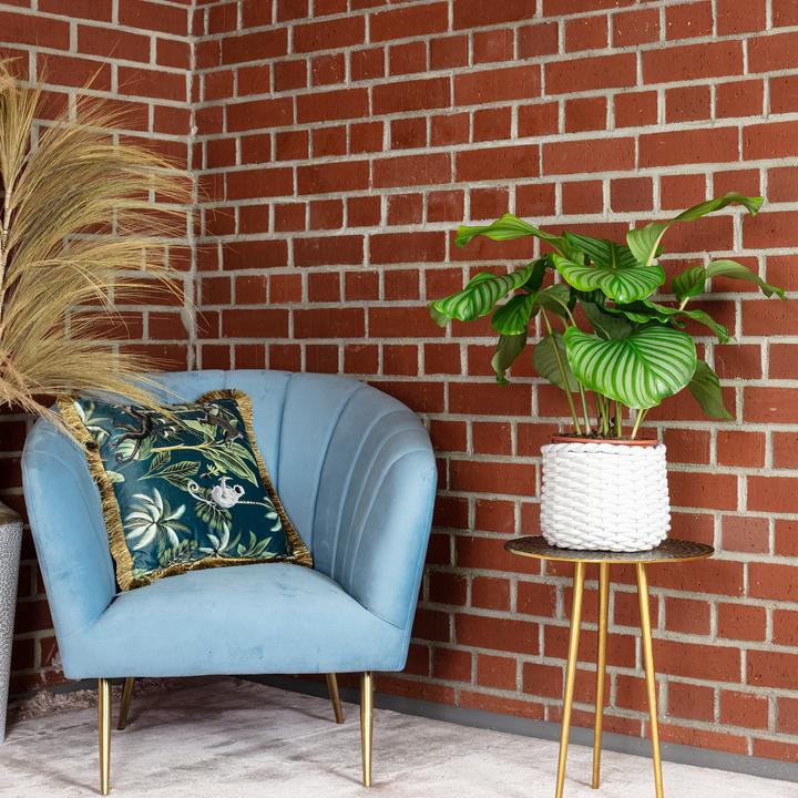 Produktbild Flowerbox Korbmarante Ornata - Calathea Orbifolia (60 cm)