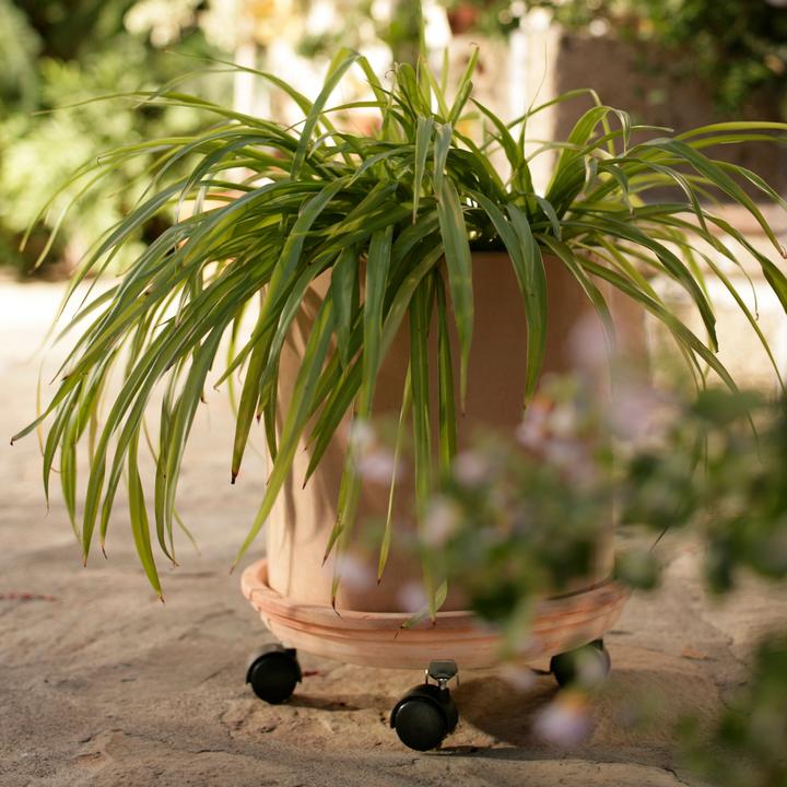 Produktbild Flora Omega Pflanzenroller