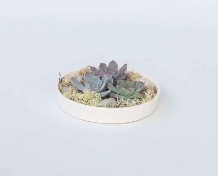 Actual product image Plant in a Box Echeveria lilacina - Garden Mix White (8 cm)