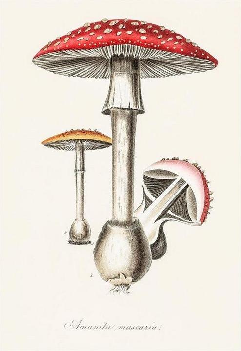 Produktbild John Stephenson & James Morss Churchill bedruckt Amanita Muscaria Illustration (50 x 40 cm)