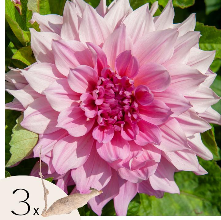 Produktbild Plant in a Box Dahlia 'Café au lait Royal' - Dahlie (10 cm)