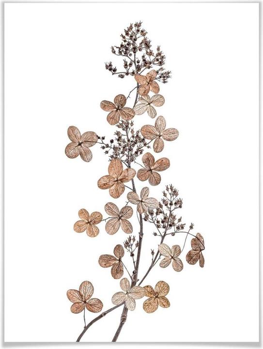 Produktbild Trenddeko Hortensie (30 x 40 cm)