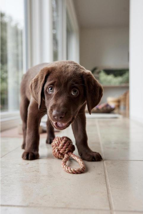Image du produit Oyoy Jouet à corde Otto, Mellow (Jouet à mâcher pour chien)