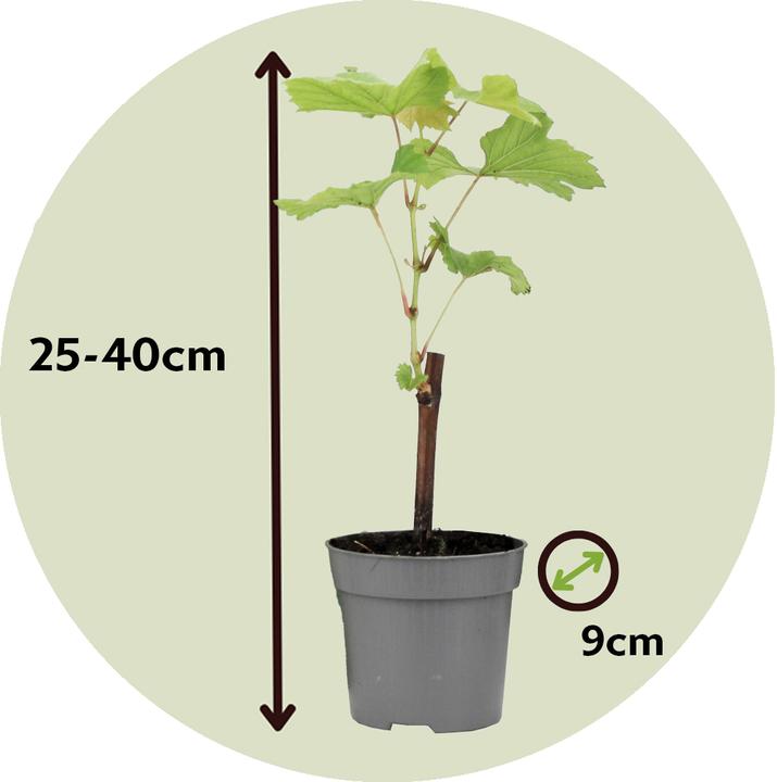 Produktbild Plant in a Box Vitis vinifera 'Cabernet franc', 'pinot gris', 'Chardonnay' - 3er Set Traubenpflanzen (25 cm)