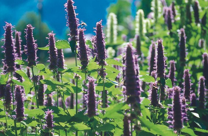 Image du produit Zollinger Bio Agastache (Menthe de Corée) (plante vivace) (Germes)
