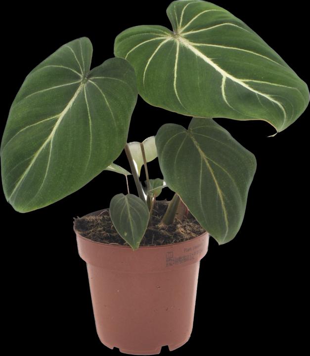 Produktbild Mahaloplants Philodendron gloriosum (25 cm)