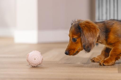 Immagine prodotto Beeztees Palla dentale per cuccioli (Gioco da masticare per cani)