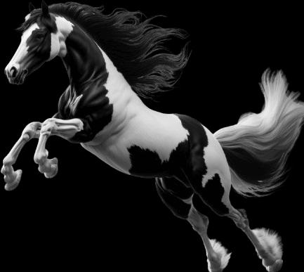 Image du produit Bügelbilder Bügelbild irish tinker horse