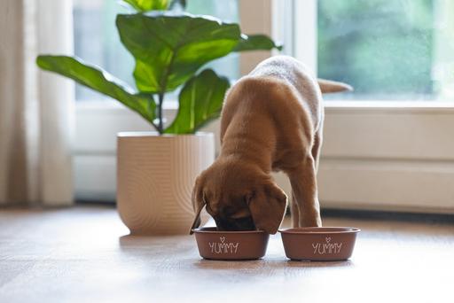 Produktbild Beeztees Puppy Napf Snoes (0.47 l)