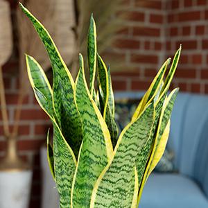 Produktbild Flowerbox Bogenhanf - Sansevieria trifasciata Laurentii (35 cm)