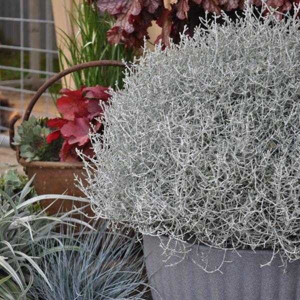 Produktbild Säntispracht Silberkopf - Calocephalus Brownii (60 cm)
