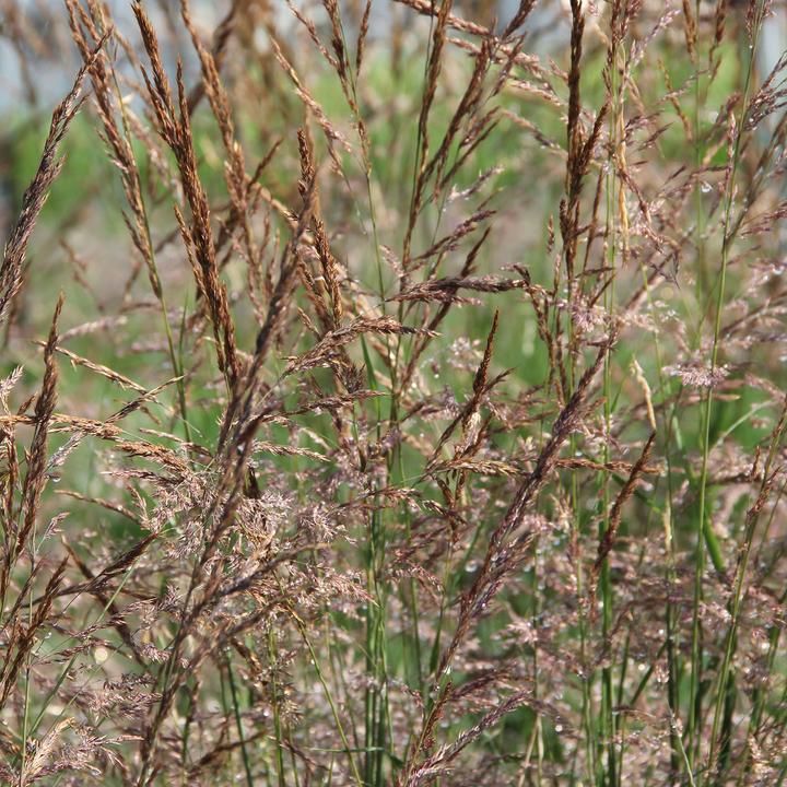 Produktbild Zulauf Calamagrostis ac.(x) 'Karl Foerster' / Reitgras 'Karl Foerster' (30 cm)