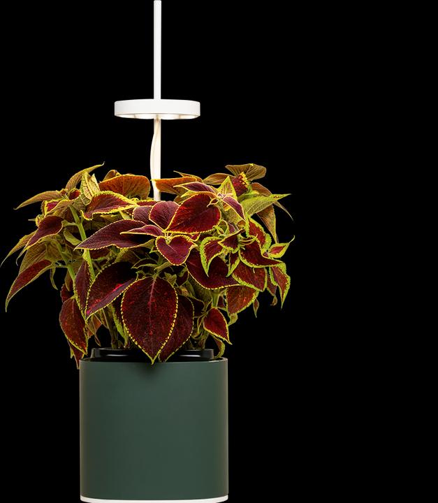 Immagine prodotto Prêt à Pousser Herb Pot Nano, verde foresta (13.50 cm)