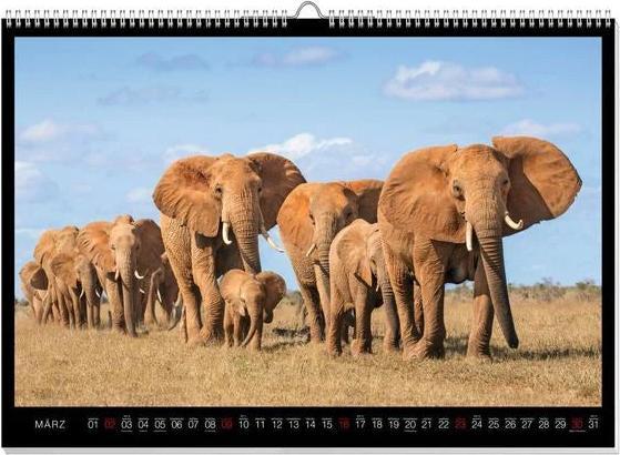 Produktbild Faszination Afrika Premiumkalender 2025 (60 x 42 cm, Deutsch)