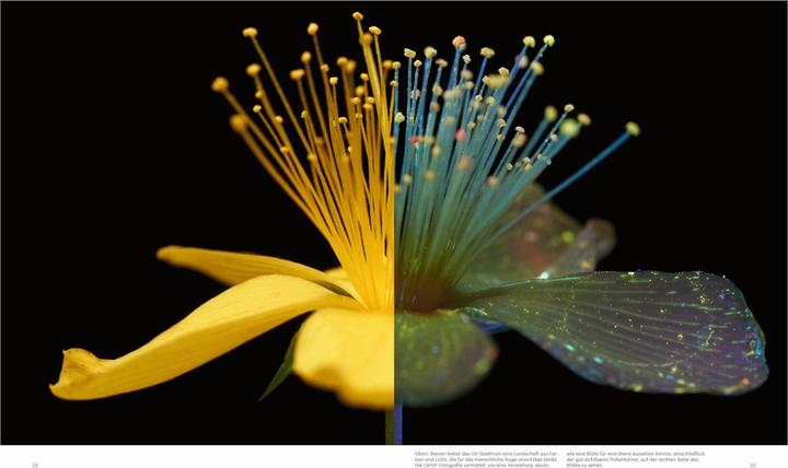 Actual product image Die Verführung der Biene (German, Cornelia Panzacchi, Jürgen Tautz, Craig P. Burrows, 2024)
