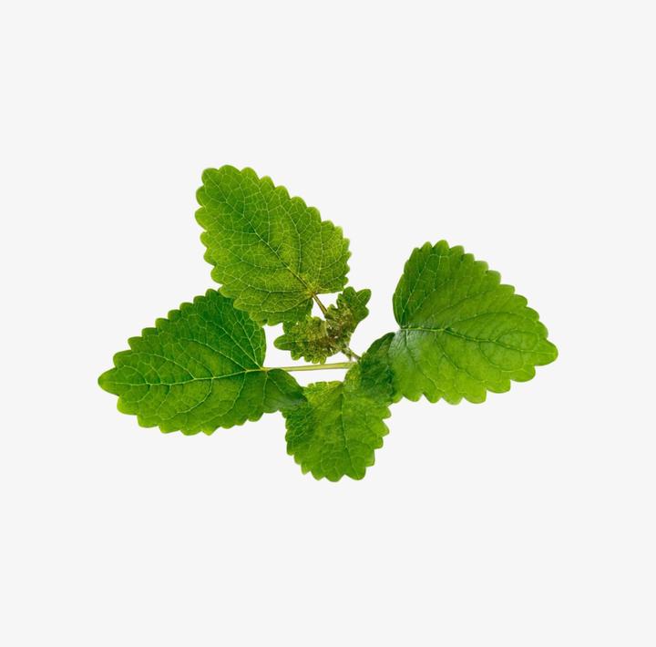 Image du produit Véritable Menthe bio (Graines d'herbes aromatiques)