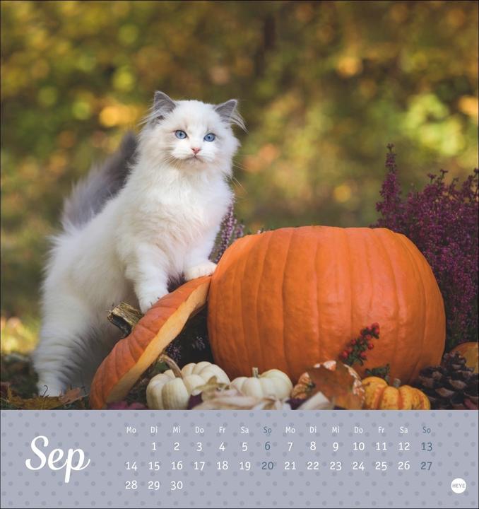 Produktbild Katzen Postkartenkalender Kleine Tiger 2026 (16 x 17 cm, Harter Einband, Deutsch)