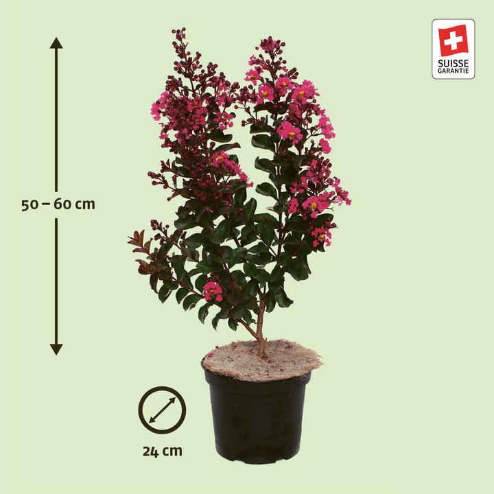 Produktbild Zulauf Kreppmyrte / Lagerstr. indica 'Dynamite'® (60 cm)
