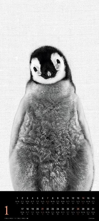 Actual product image Animals 2024 (30 x 30 cm, Hardcover, Spanish, French, Italian, Polish, English, Dutch, Czech, German)