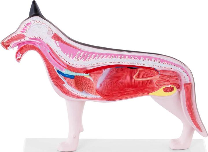 Produktbild Physa Hunde Modell Anatomie Hund Organe Hundemodell Muskeln innere Organe