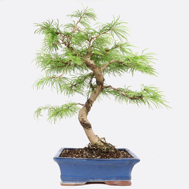Bonsai.ch Pseudolarix Goldlärche (23 cm)