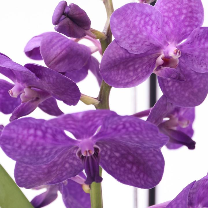 Actual product image Plant in a Box Vanda 'Blue' - Orchid (50 cm)