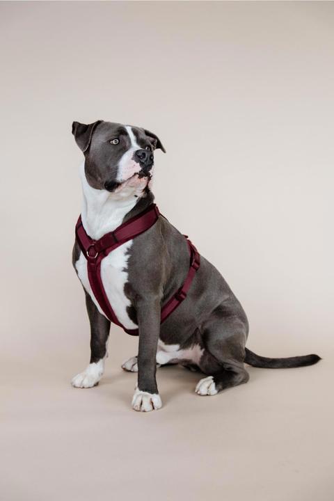 Produktbild Kentucky Dogwear Hundegeschirr Aktiv Velvet (XS, Hund, Allgemein)