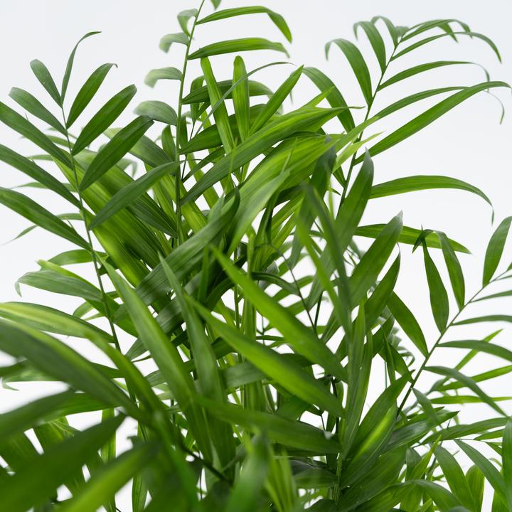 Produktbild Plant in a Box Chamaedorea elegans - Bergpalme (80 cm)