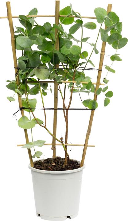 Produktbild Flowerbox Eukalyptus - Eucalyptus gunnii (50 cm)