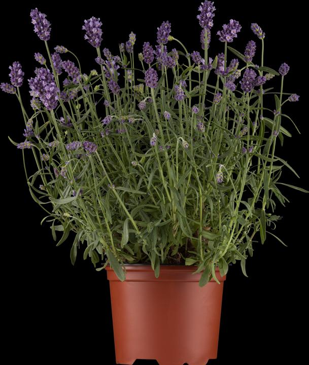 Lavendel Hidcote