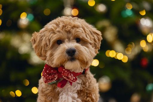 Produktbild Beeztees Weihnachtsplüsch Rot (Hundepullover)
