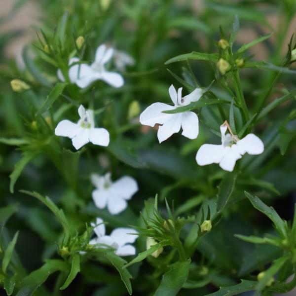 Produktbild Säntispracht 4 er Set, Männertreu - Lobelia erinus White (25 cm)