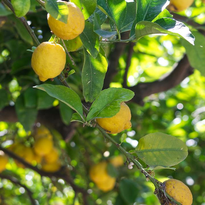 Produktbild Plant in a Box Citrus Limon - Zitrone (70 cm)