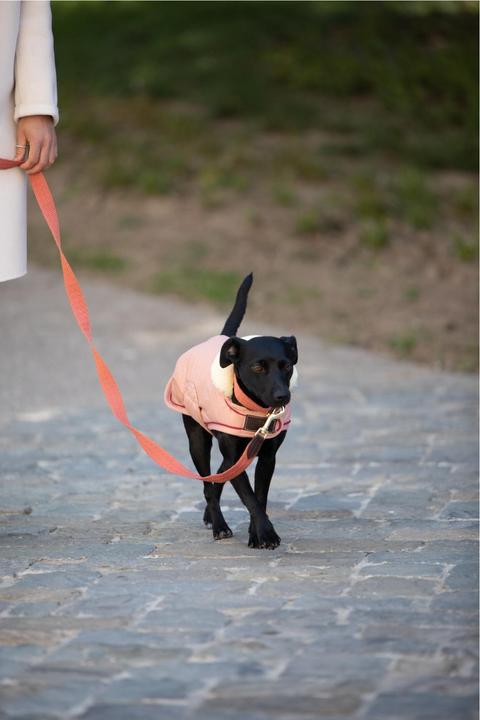 Produktbild Kentucky Dogwear Hundeleine Jacquard (140, Hund, Allgemein)