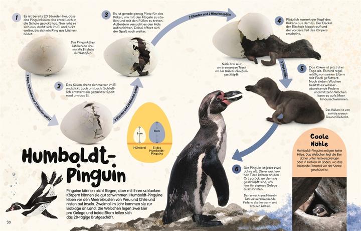 Actual product image From the egg (German, S. James Reynolds, Robert Burton., Ella Ginn, Kim Taylor, Jane Burton, Claudia Wagner, DK Verlag - Kids, 2024)