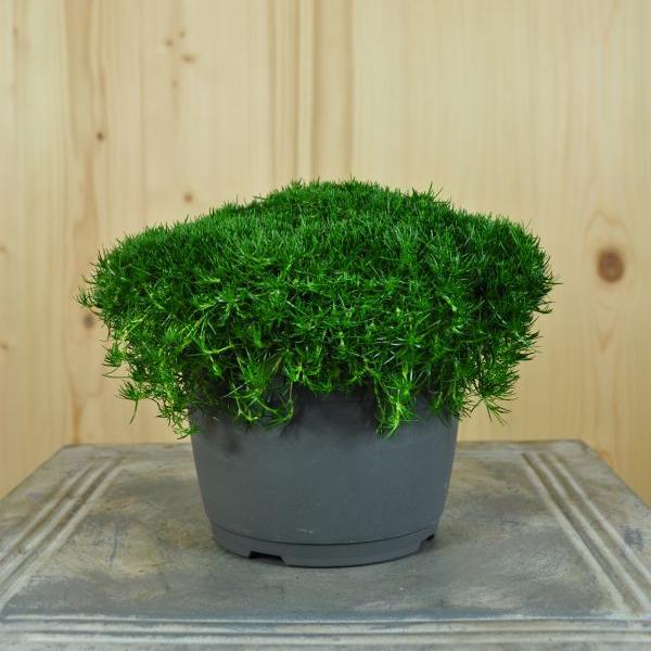 Produktbild Säntispracht 3 er Set, Sternmoos, der grüner Teppich -Sagina subulata Irish Moos dunkel Grün (10 cm)