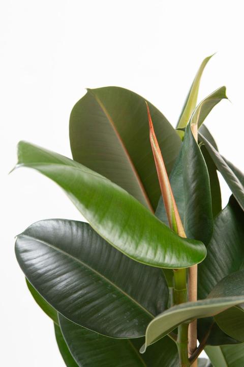 Produktbild VEG and the City Mettu (Gummibaum - Ficus elastica) (100 cm)