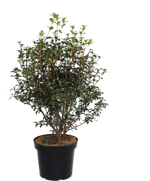 Produktbild Zulauf Duftblüte / Osmanthus x burkwoodii (60 cm)